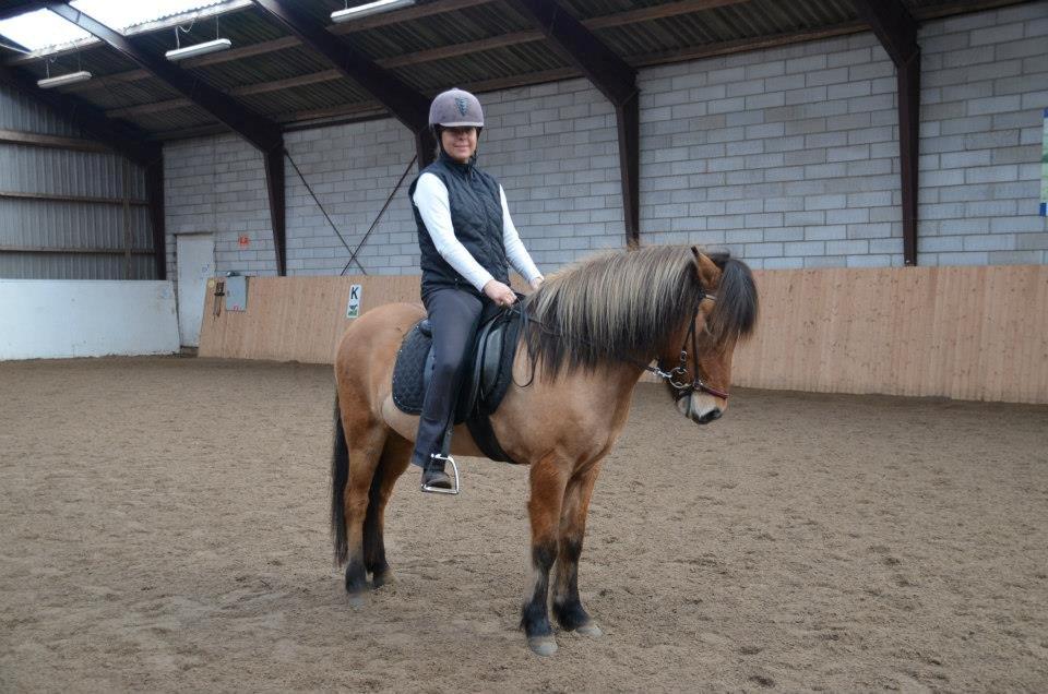 Islænder sleipnir fra Kastanjely (R.I.P) billede 20