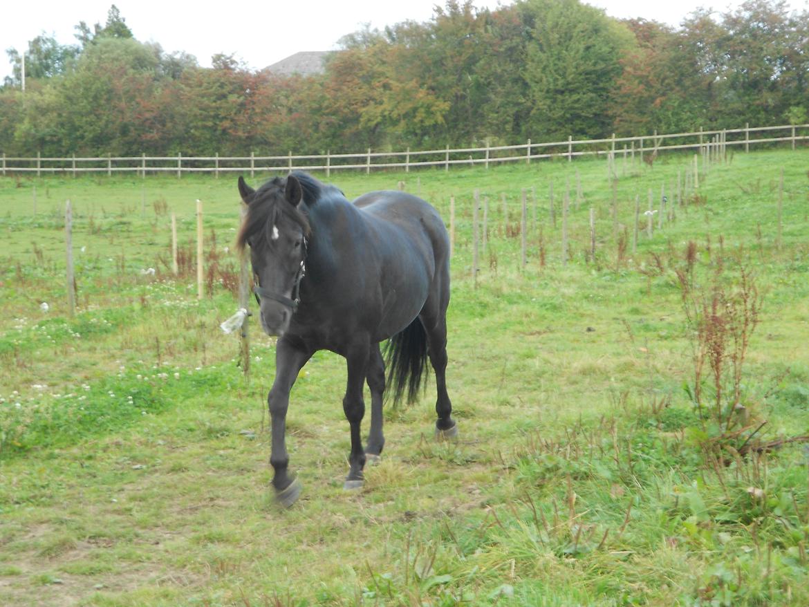 Pinto Galoply´s Marster billede 3