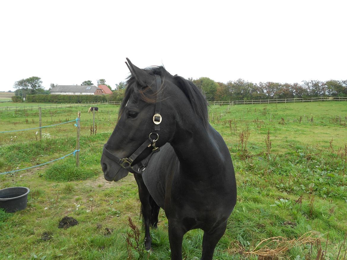 Pinto Galoply´s Marster billede 4