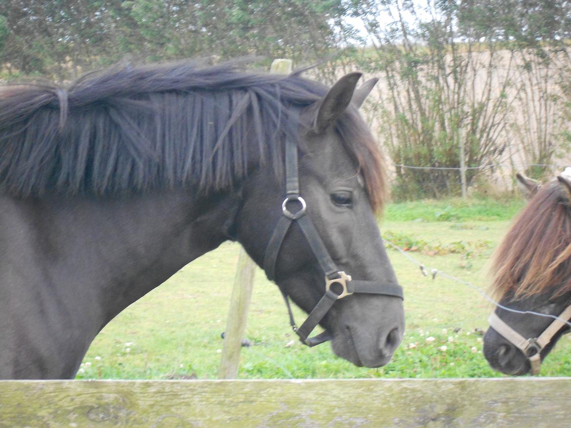 Pinto Galoply´s Marster - Marster hilser på Felix, min lillesøsters pony... billede 5