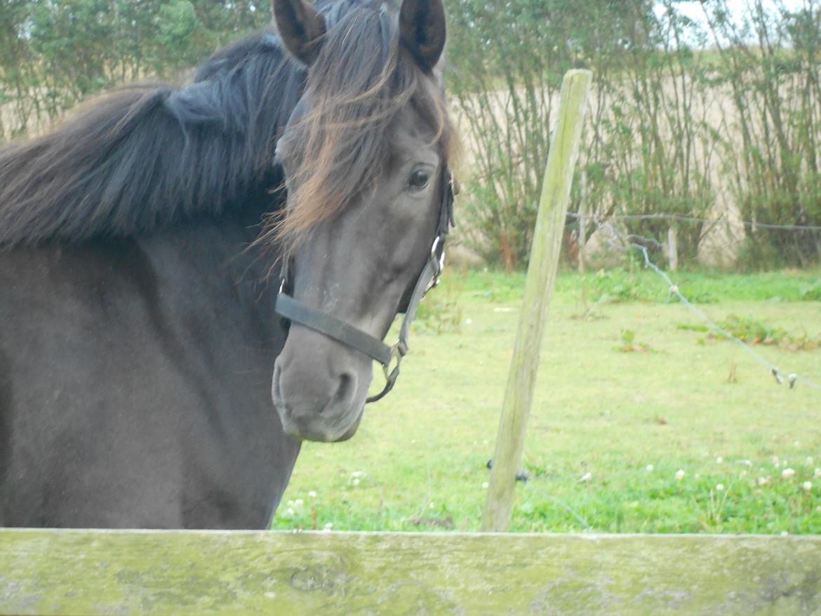 Pinto Galoply´s Marster billede 6