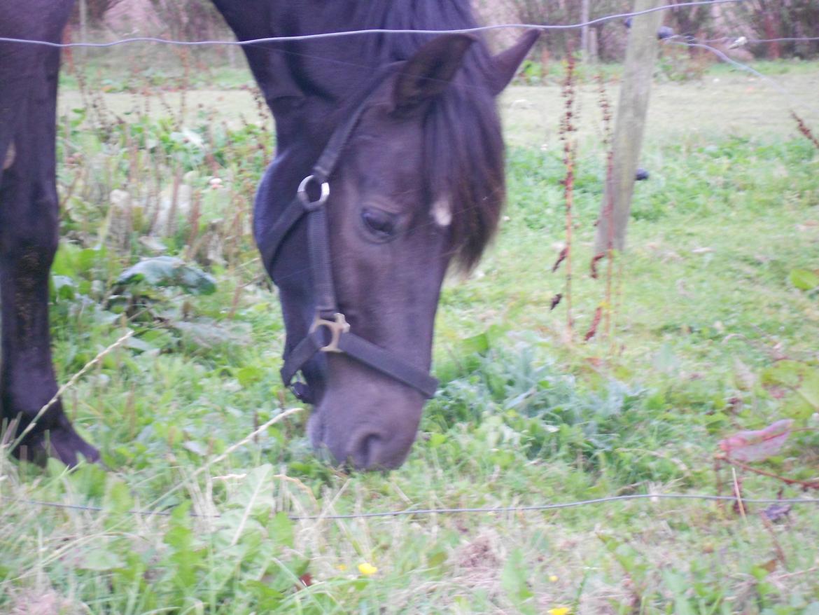 Pinto Galoply´s Marster billede 7