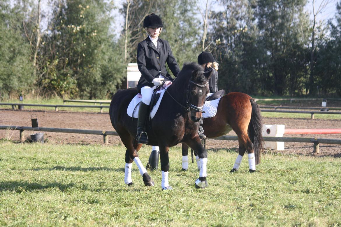 Anden særlig race Ponyo chusteau <3<3 billede 13