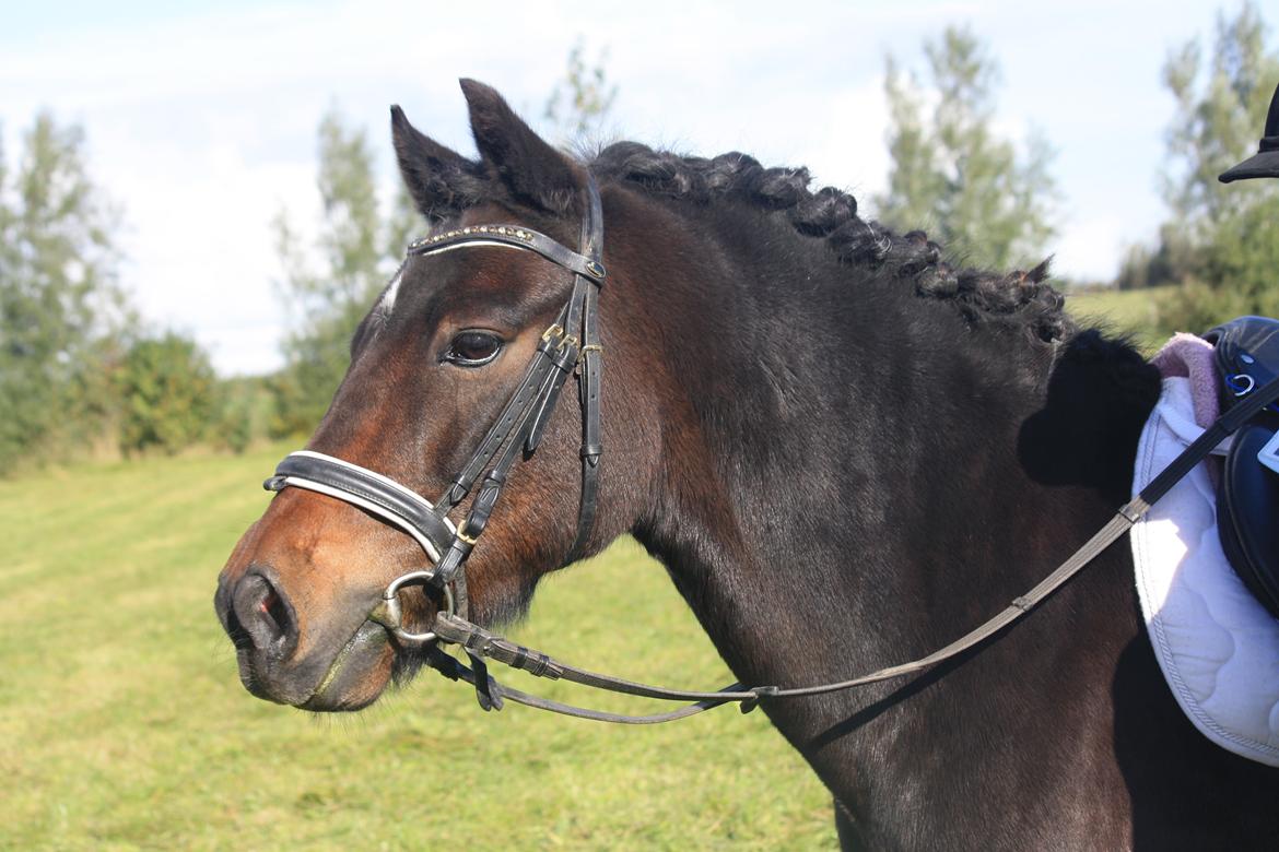 Anden særlig race Ponyo chusteau <3<3 billede 14