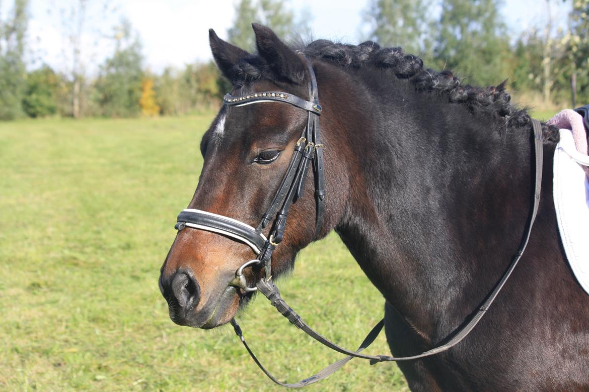 Anden særlig race Ponyo chusteau <3<3 billede 15