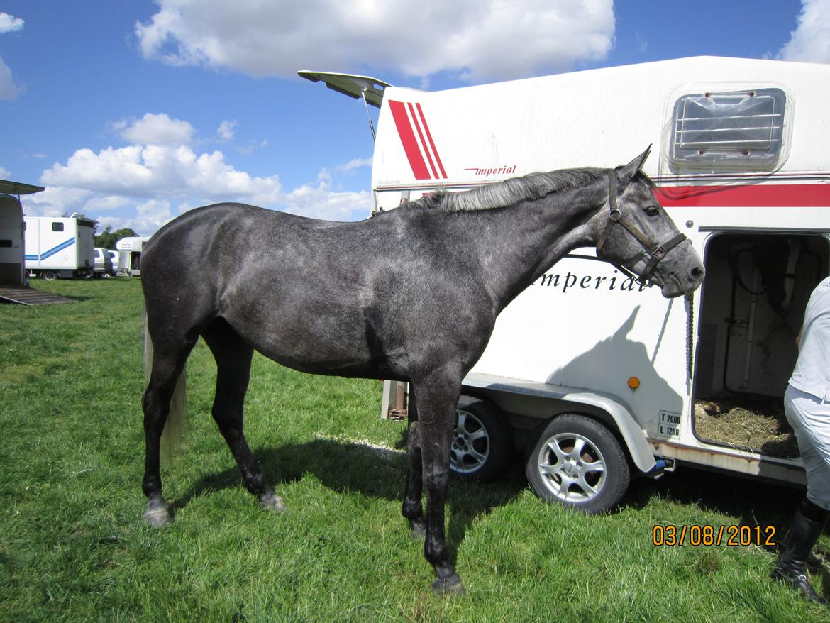 Dansk Varmblod Cayenne - Stjerne prinsessen Cayenne til championat i Tørring august 2012  billede 3