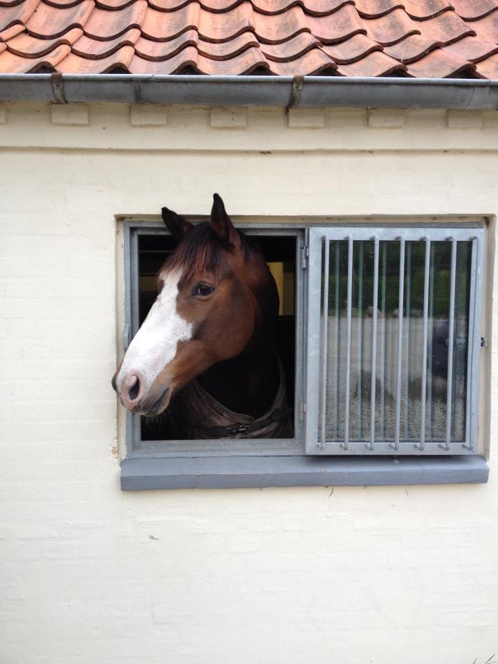 Dansk Varmblod Duelundgårds McKinney - med på rynkeby  billede 1