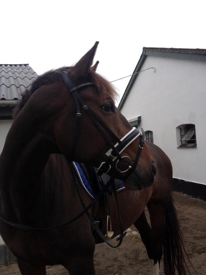 Dansk Varmblod Duelundgårds McKinney billede 15