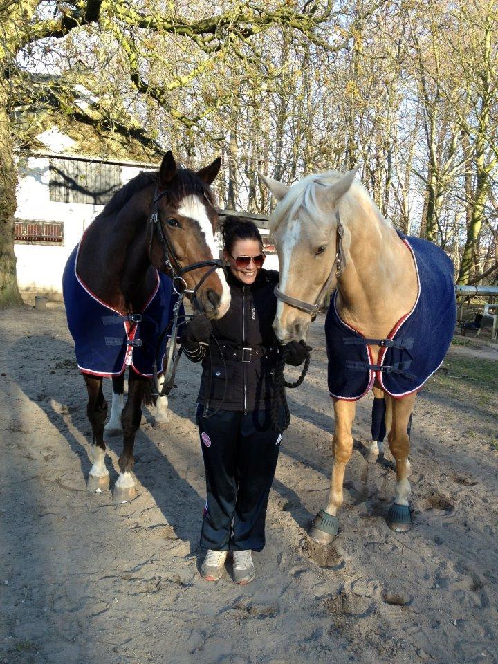 Dansk Varmblod Duelundgårds McKinney billede 6