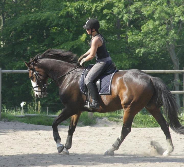 Dansk Varmblod Duelundgårds McKinney billede 16