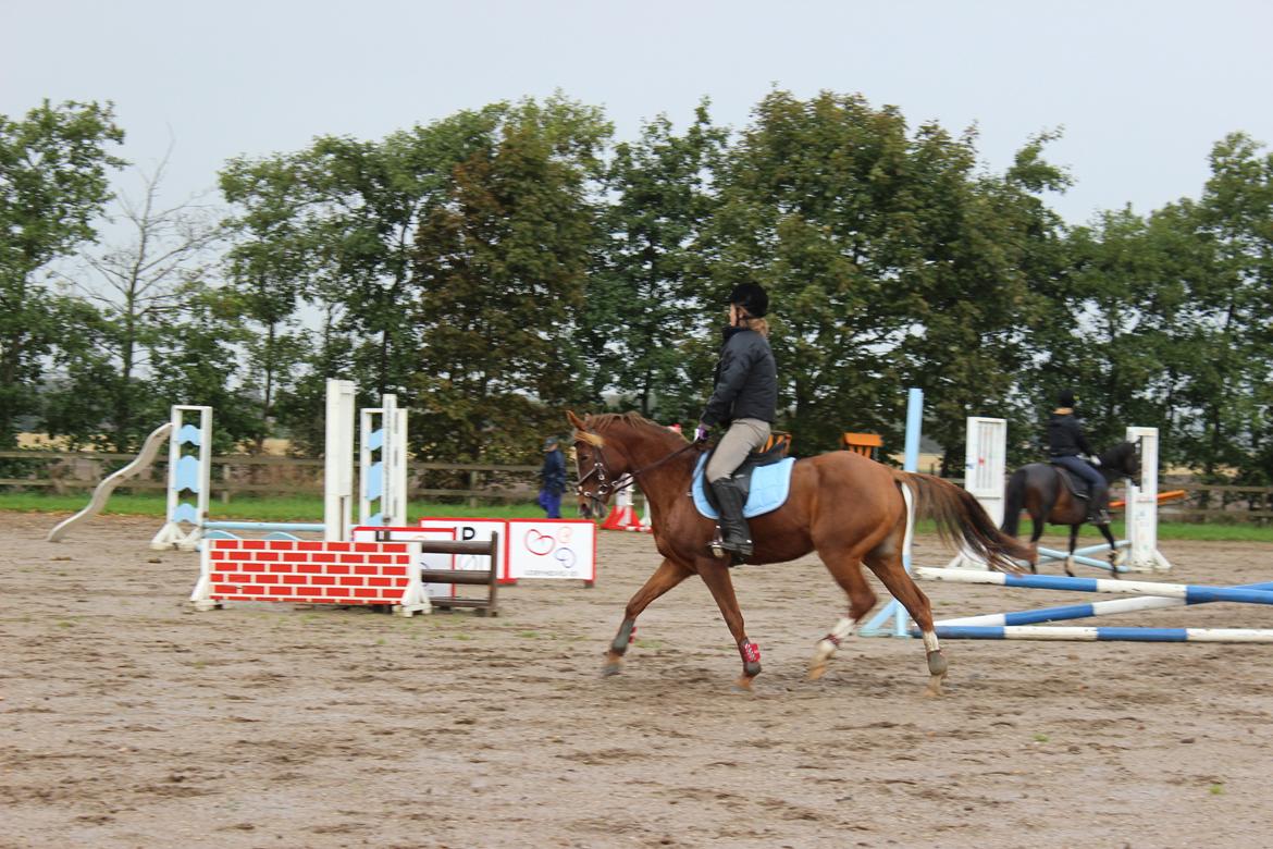 Hollandsk Sportspony Jasmijn Hoeve's Ginger - Spring træning billede 6