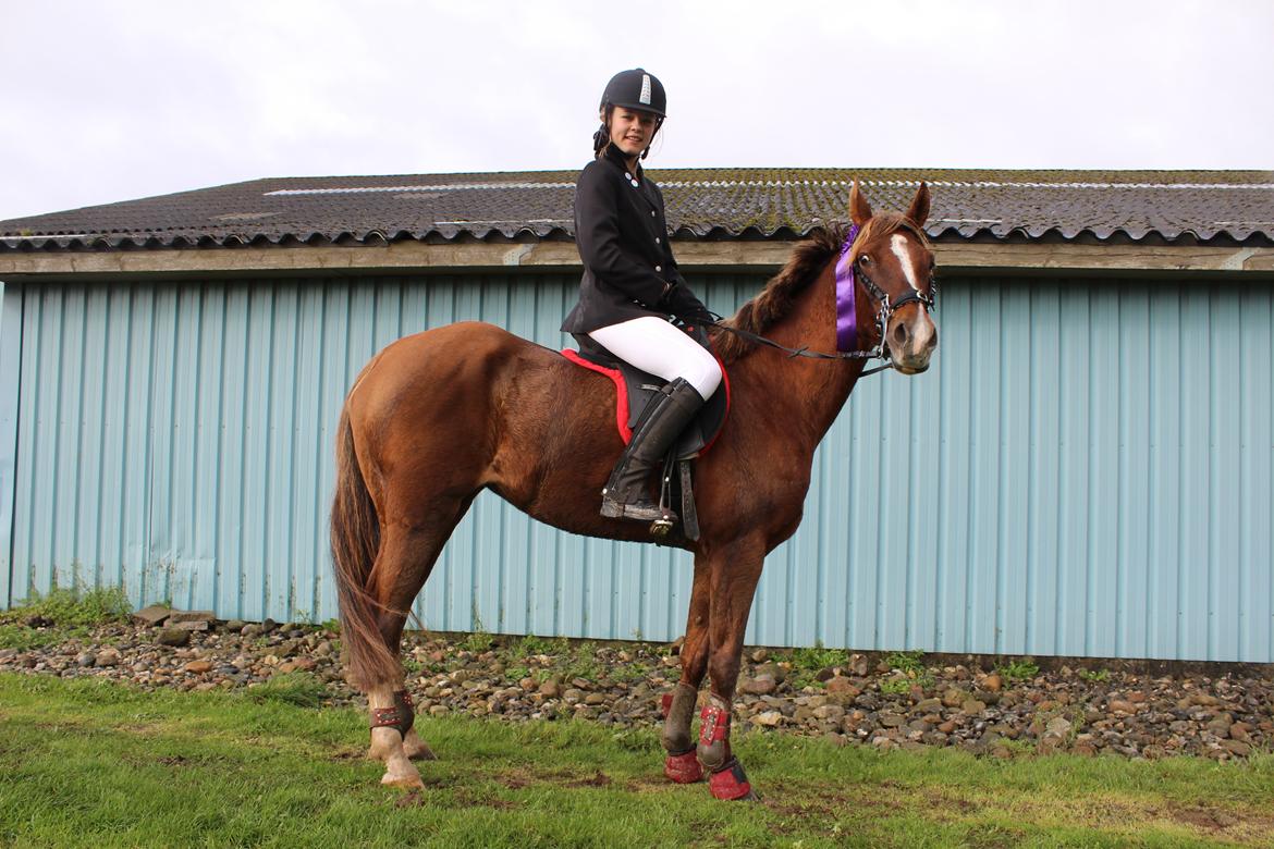 Hollandsk Sportspony Jasmijn Hoeve's Ginger - Første stævne
 billede 9