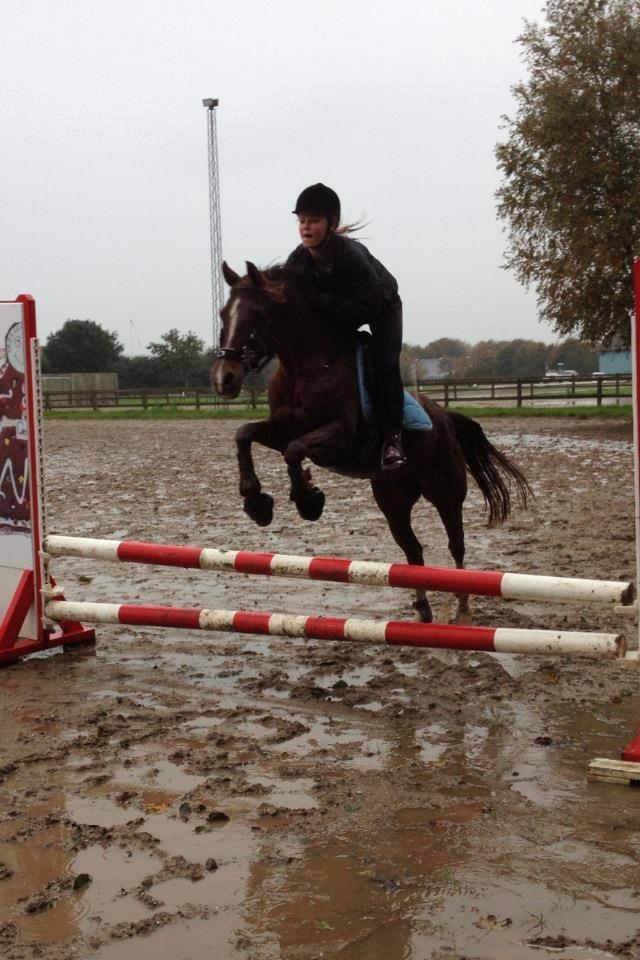 Hollandsk Sportspony Jasmijn Hoeve's Ginger - 65 cm  billede 11