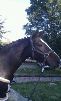 Dansk Varmblod Lucilla-HØM "SOLGT" - Viljen til at vinde, skaber vejen til at kunne!.. billede 14