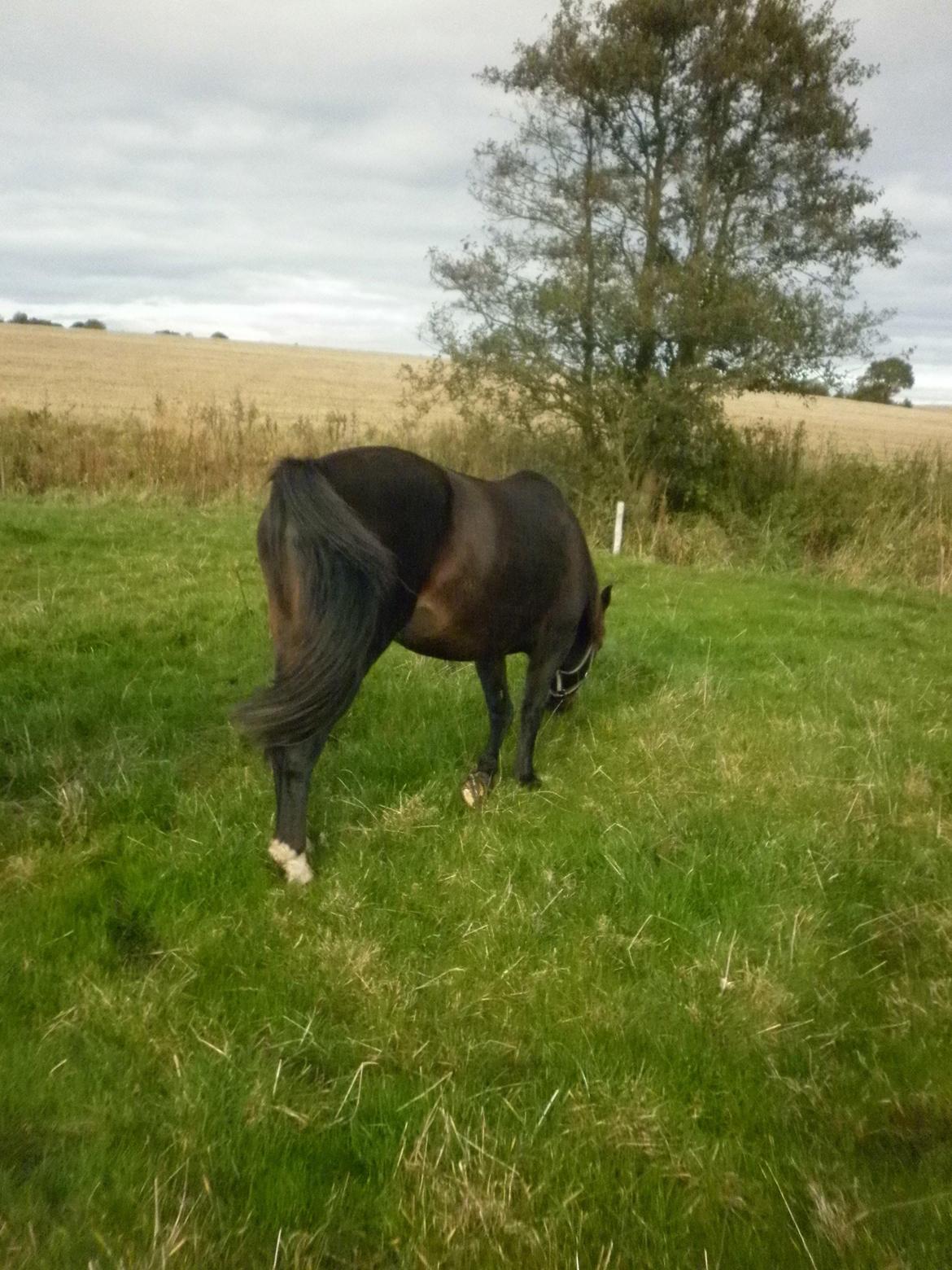 Anden særlig race *Fleur* billede 1