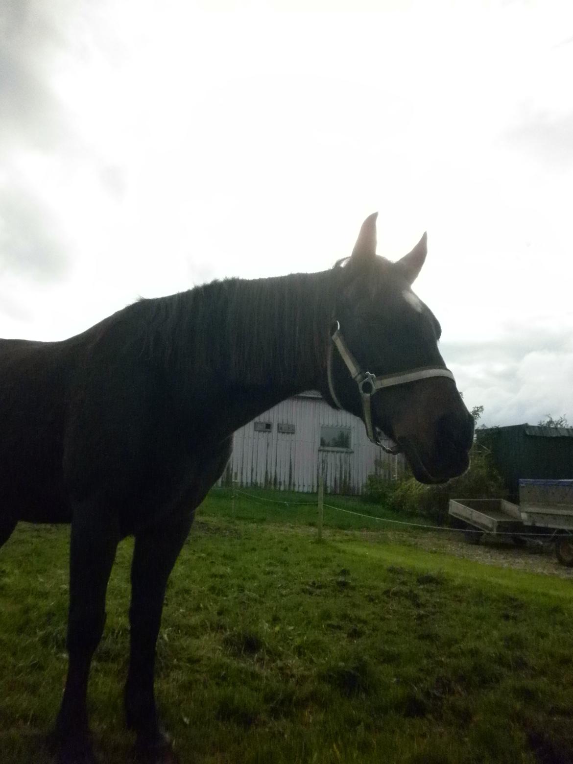 Anden særlig race *Fleur* billede 2