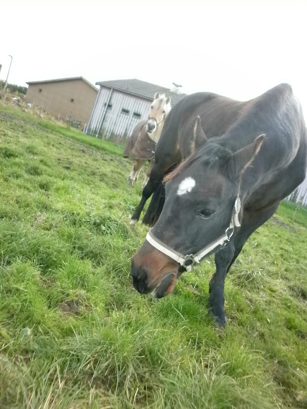 Anden særlig race *Fleur* billede 4