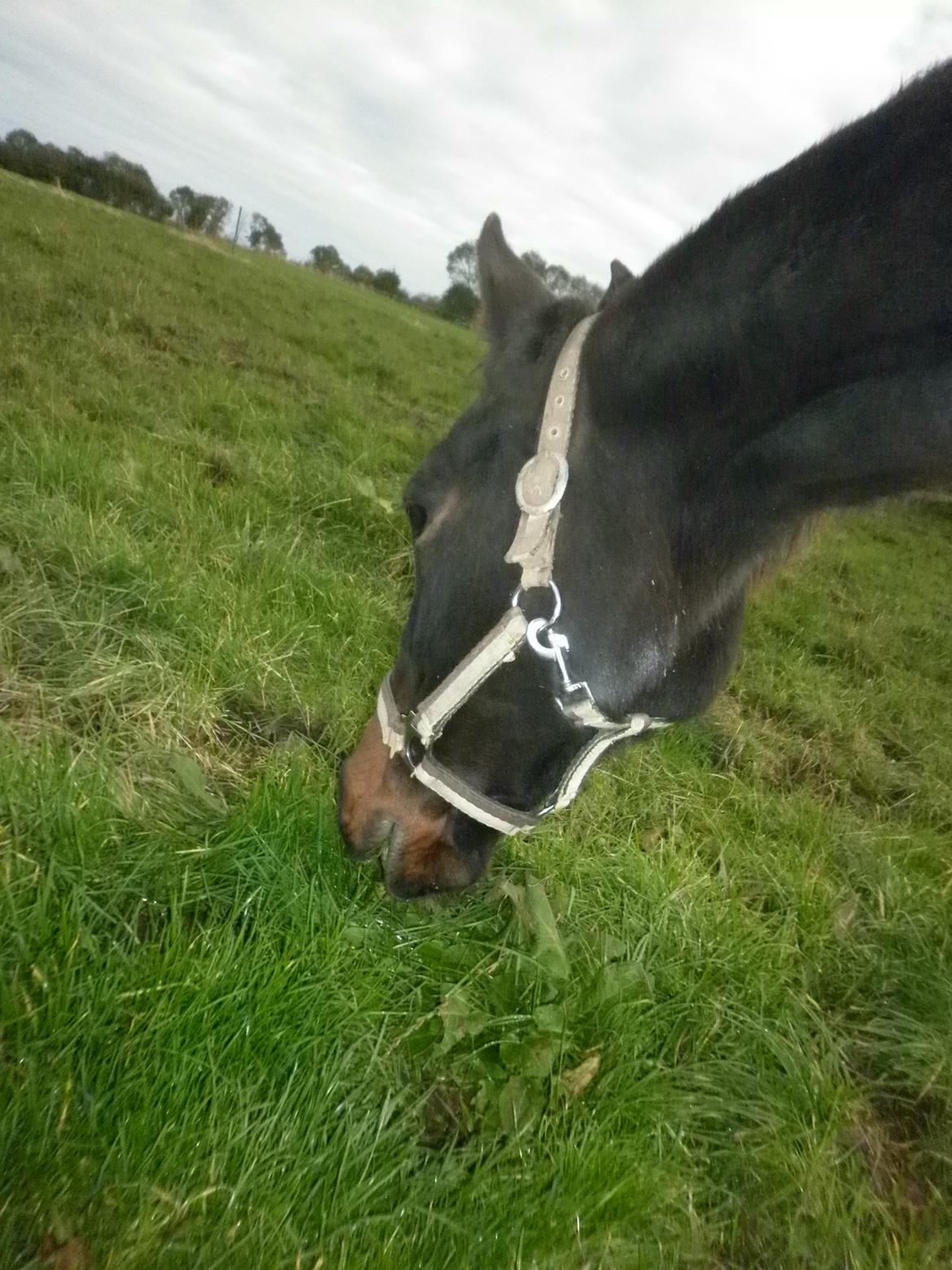 Anden særlig race *Fleur* billede 5