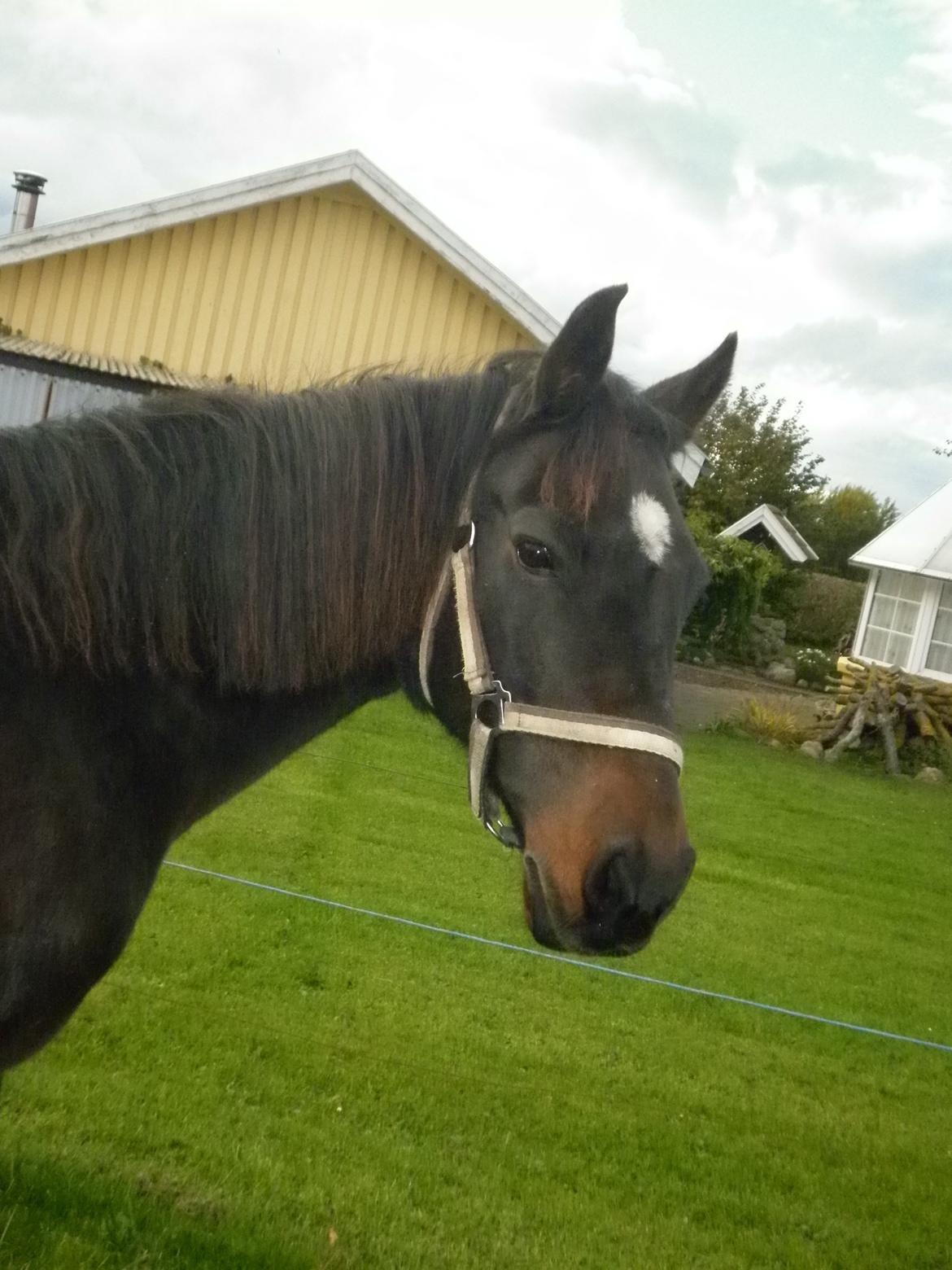 Anden særlig race *Fleur* billede 6