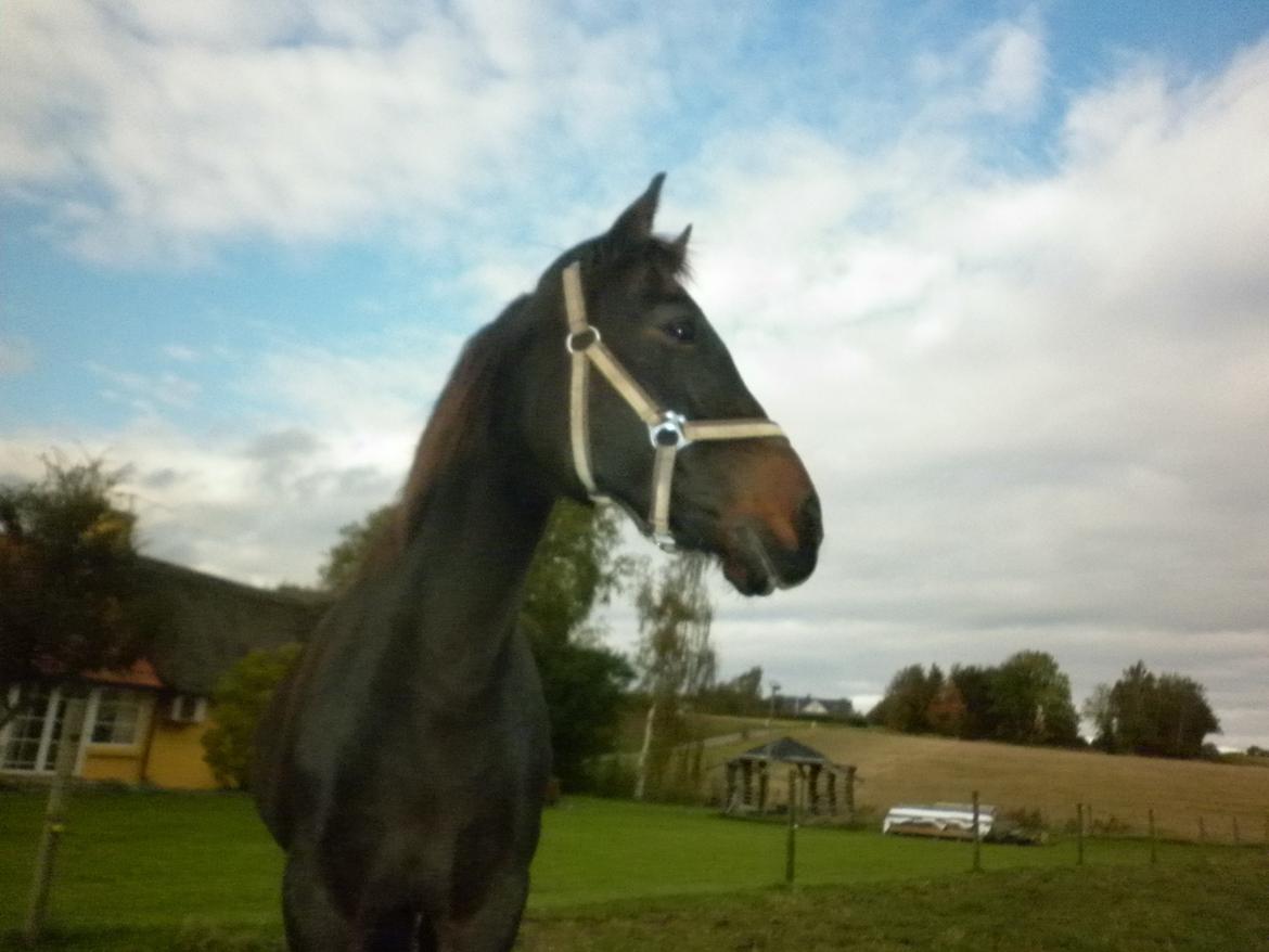 Anden særlig race *Fleur* billede 7