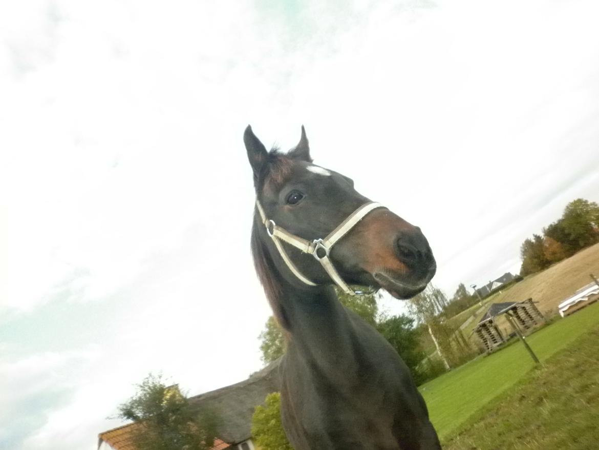 Anden særlig race *Fleur* billede 8