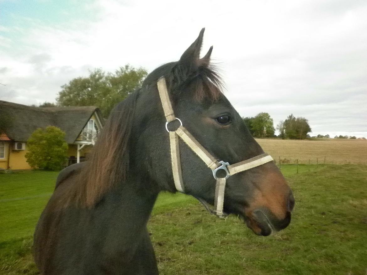 Anden særlig race *Fleur* billede 9