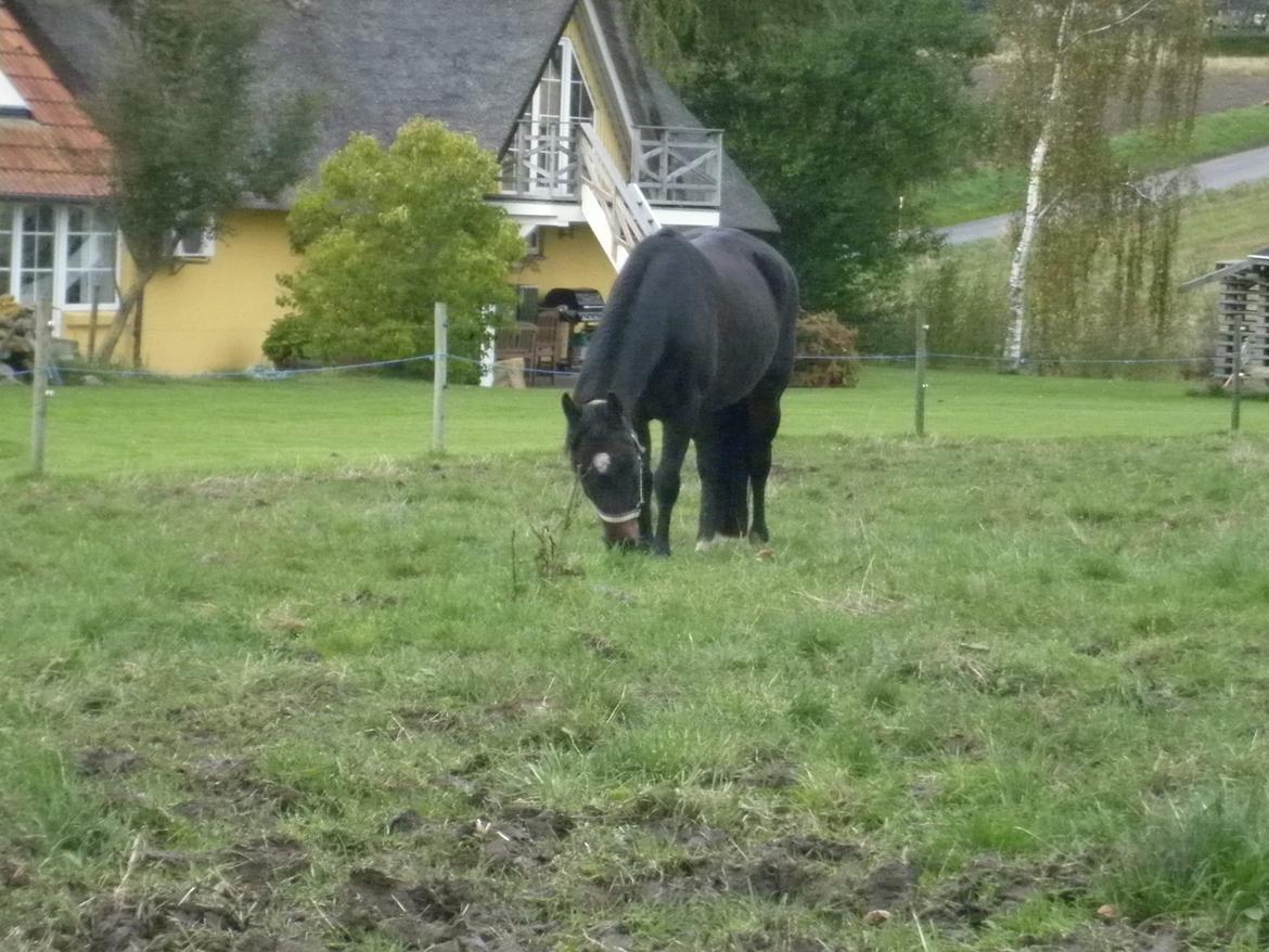 Anden særlig race *Fleur* billede 11
