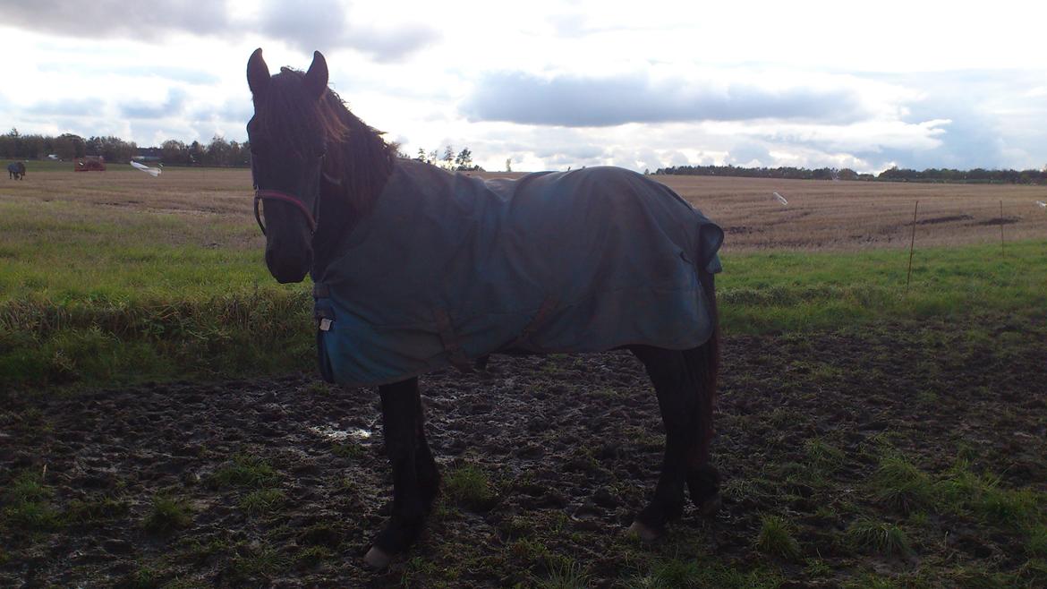 Frieser Klaas *Bæstet* - Velkommen til min smukke drengs profil <3 billede 1