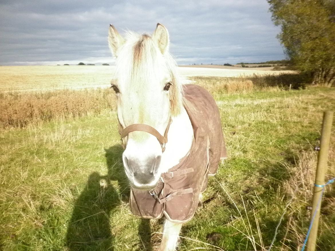 Fjordhest Julius billede 8