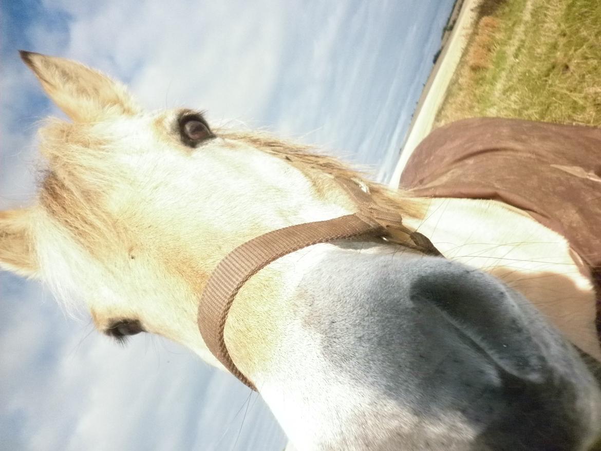 Fjordhest Julius billede 9