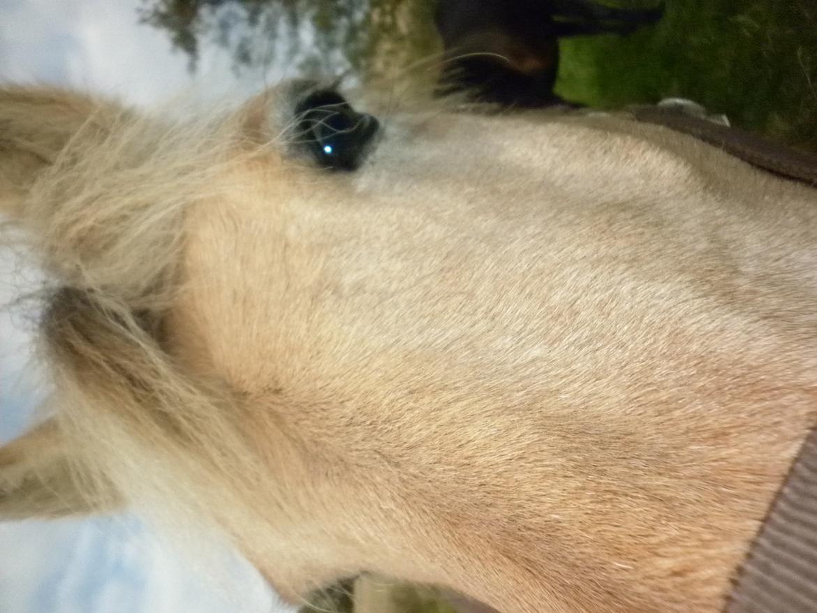 Fjordhest Julius billede 10