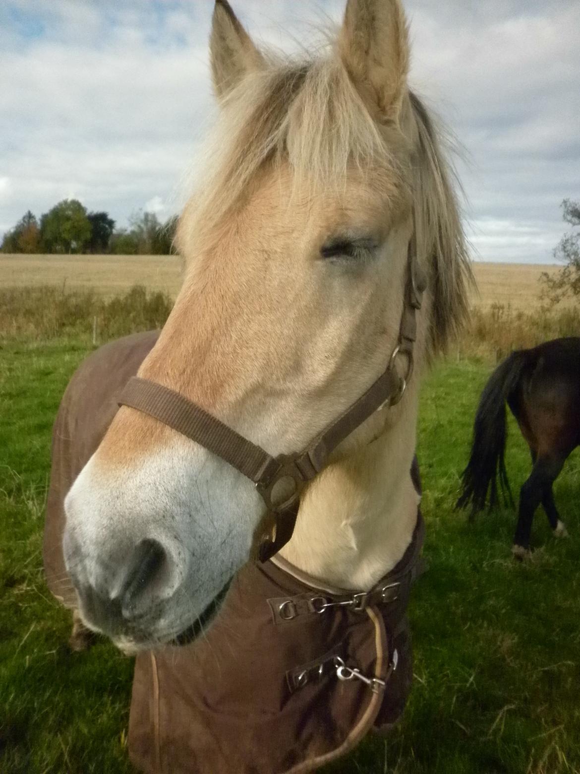 Fjordhest Julius billede 11