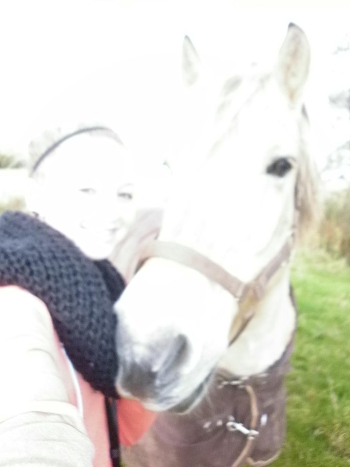 Fjordhest Julius billede 12