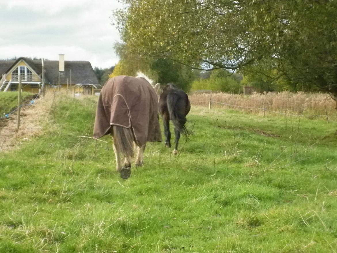 Fjordhest Julius billede 13