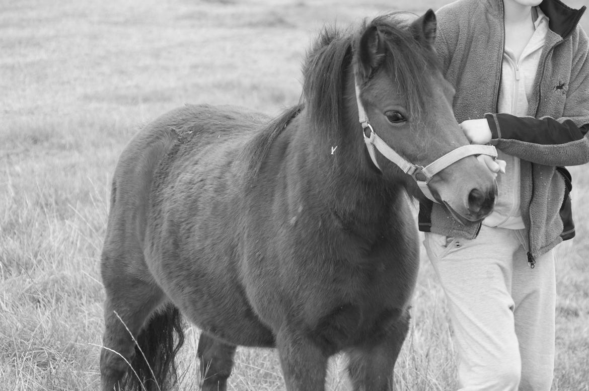 Anden særlig race Lotte  - Mig og Lotte!<3 Min dejlige lille pony!<3 Foto: Jasmin Thomassen!<3  billede 5