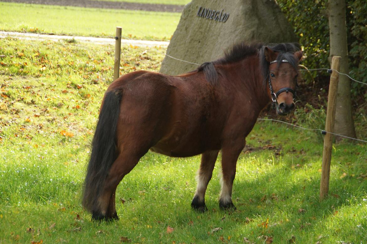 Anden særlig race Lotte  - Lækker, det er du sgu!<3 Foto: Miiig!<3  billede 4