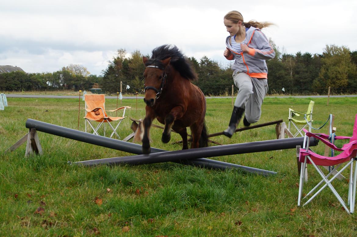 Anden særlig race Lotte  - Mig og Pony-Dyret elsker og springe!<3 Foto: Jasmin Thomassen!<3  billede 1