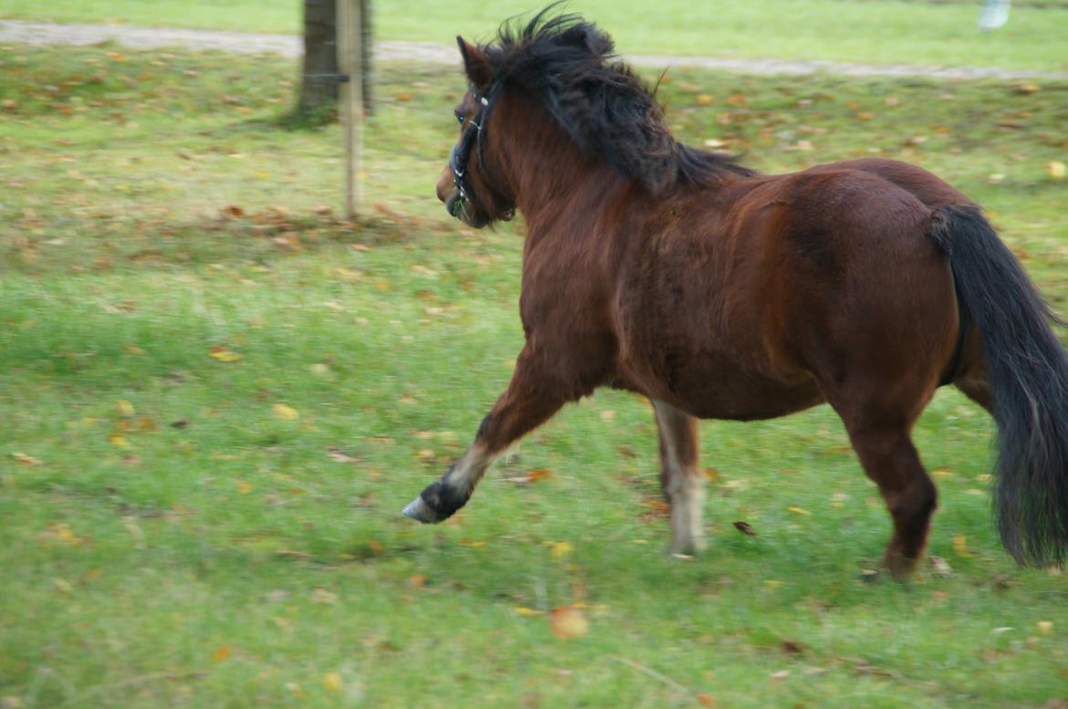 Anden særlig race Lotte  - Model!<3  billede 7