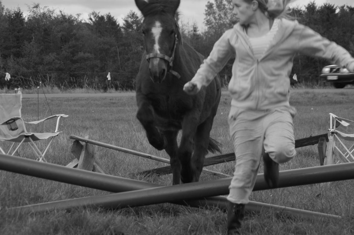 Anden særlig race - Smukke Fanta!<3 | My Soulmate |  Min Bedste Ven - VI SPRINGER!<3 AWESOME!<3 Foto: Jasmin Thomassen!<3 billede 1