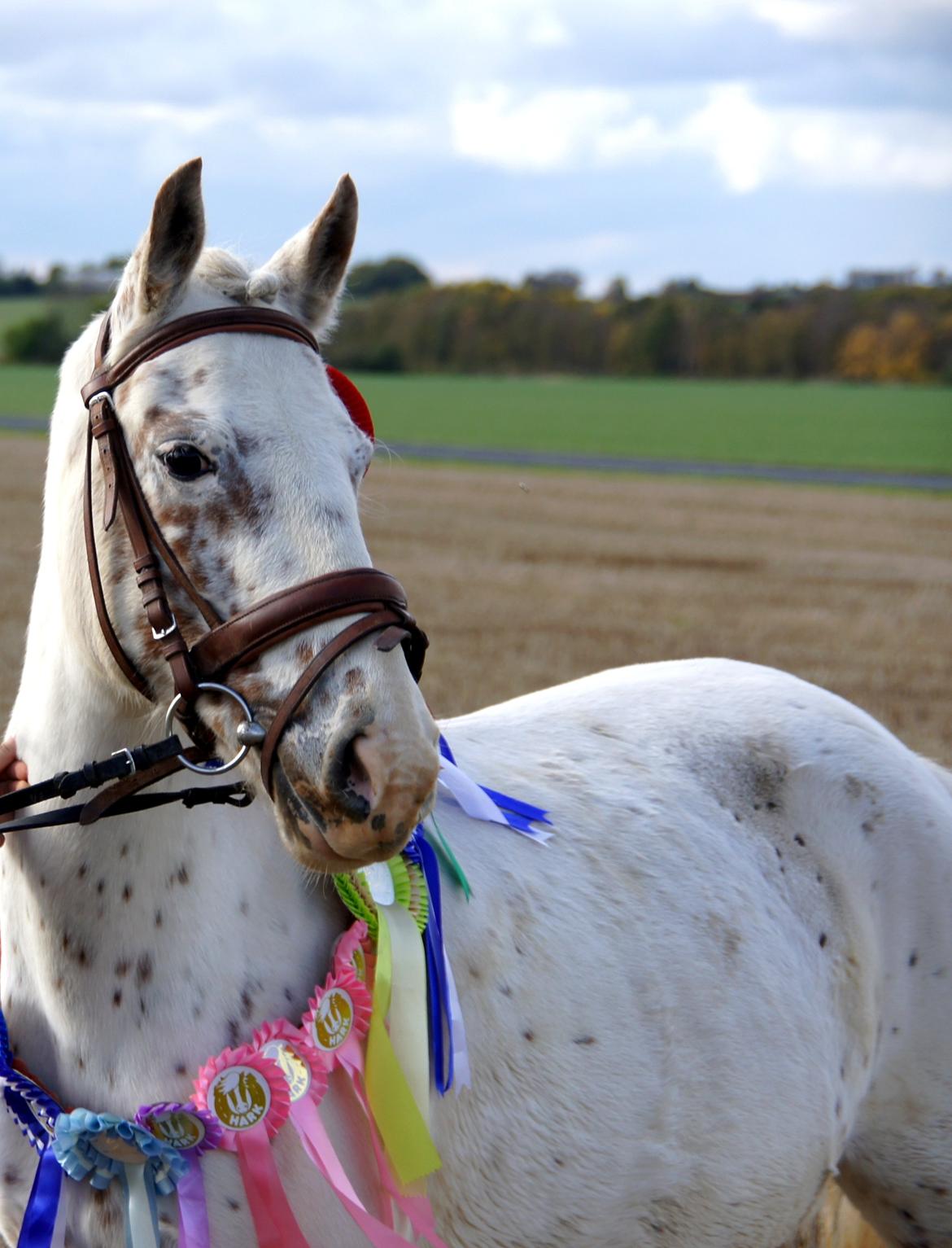 Anden særlig race Snow Girl *Min stjerne* - Den sidste dag men min engel som min egen.... Hun er en ener og vil altid være den bedste!  billede 1