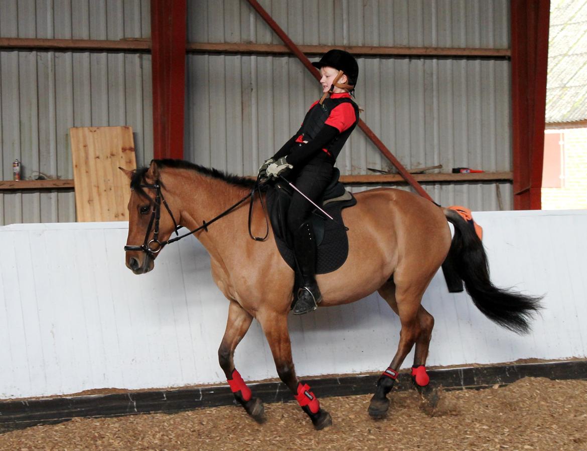 Anden særlig race Cheval Le Anton - Anton og Nanna november 2012.

Anton er nu 4år  billede 16