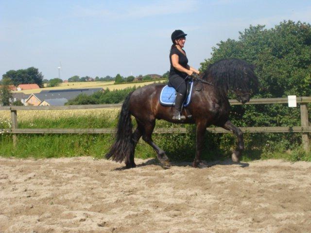 Frieser Alegro Ellemose  billede 15