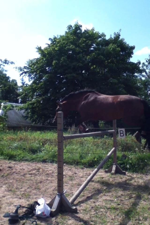 Hollandsk Sportspony Cirkelina - Pony spriger bare lige 125cm.<3 billede 11