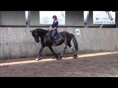 Frieser Jeltsje fra Sonderladegaard(Passer) billede 13