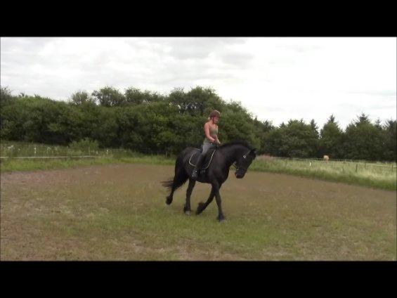 Frieser Jeltsje fra Sonderladegaard(Passer) billede 15