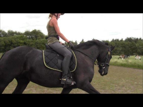 Frieser Jeltsje fra Sonderladegaard(Passer) billede 16