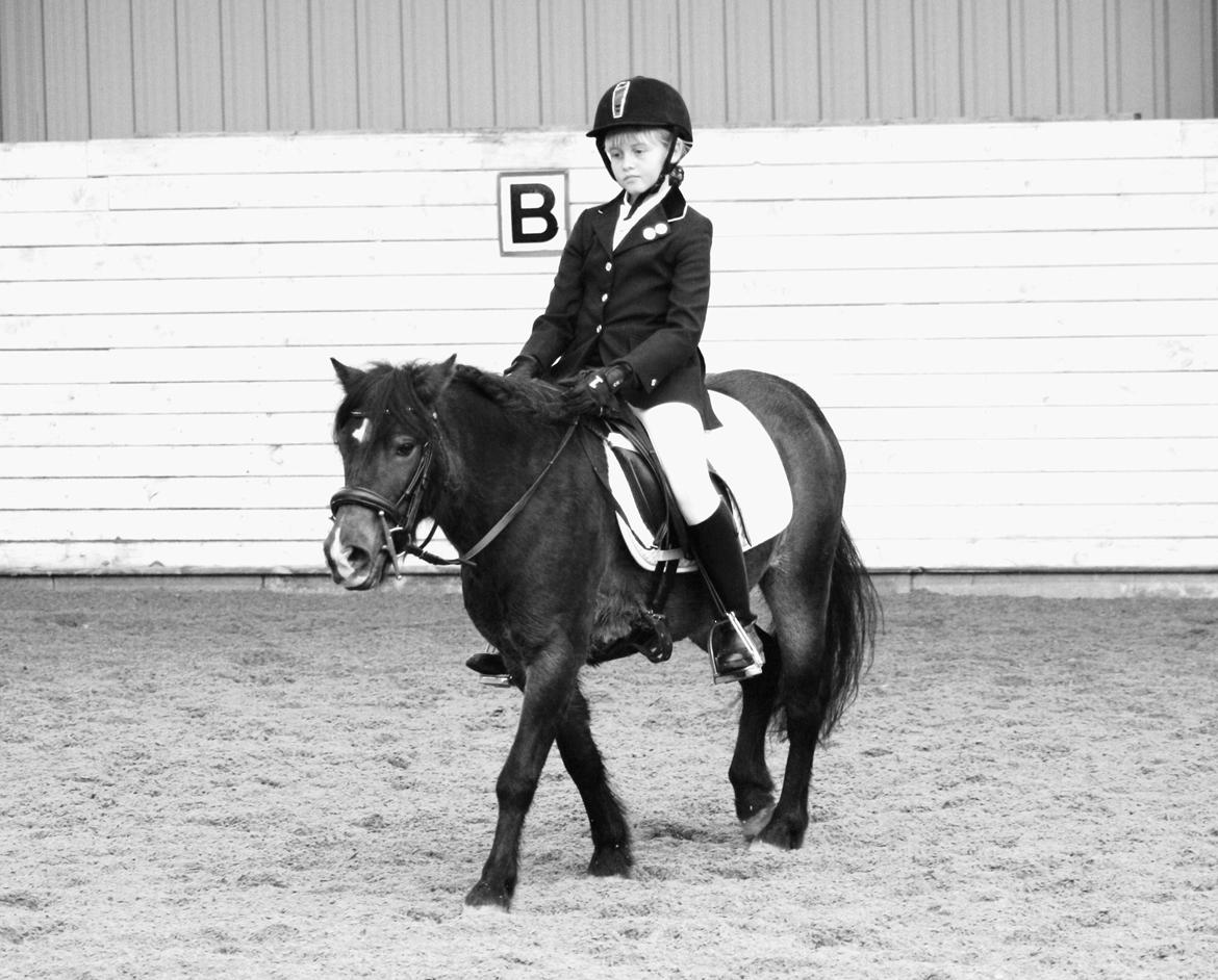 Anden særlig race Chloe billede 17