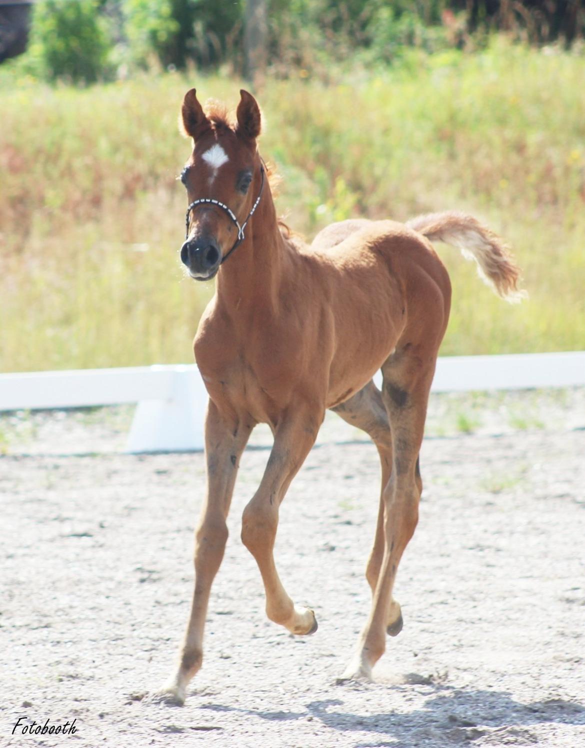 Arabisk fuldblod (OX) Ghalal billede 4