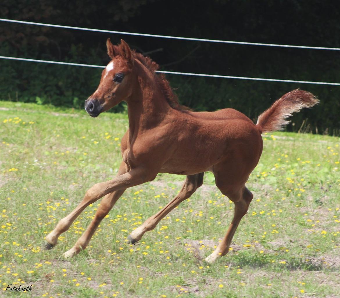 Arabisk fuldblod (OX) Ghalal billede 3