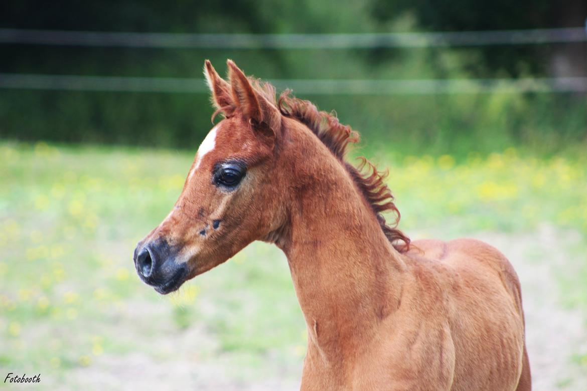 Arabisk fuldblod (OX) Ghalal billede 5